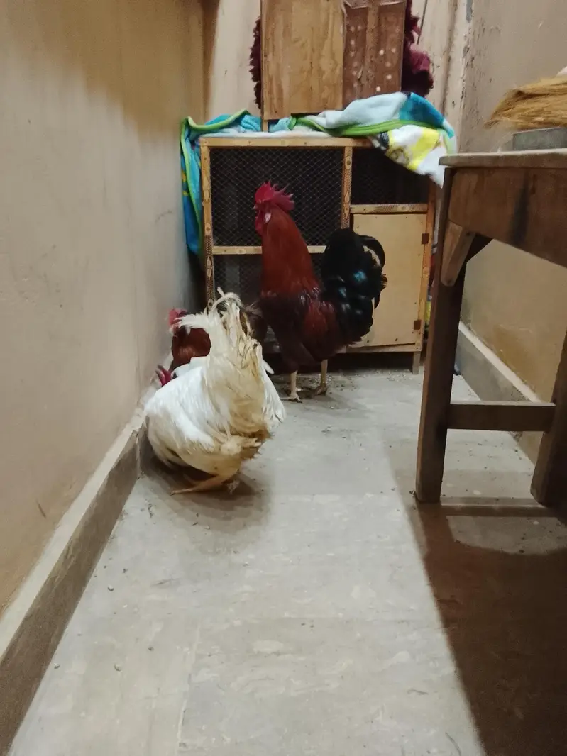 3 hens — photo 5