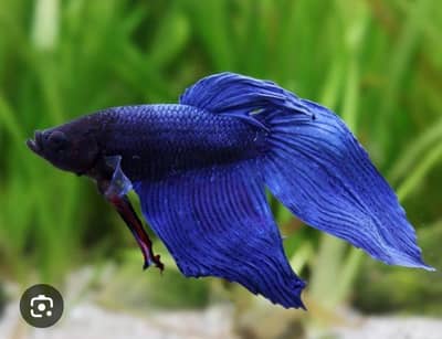 betta fish