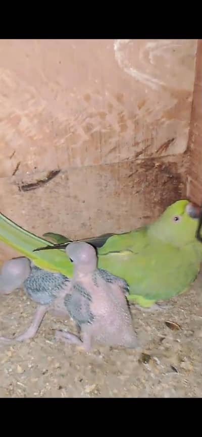 Green Ringneck breeder pair with chikes