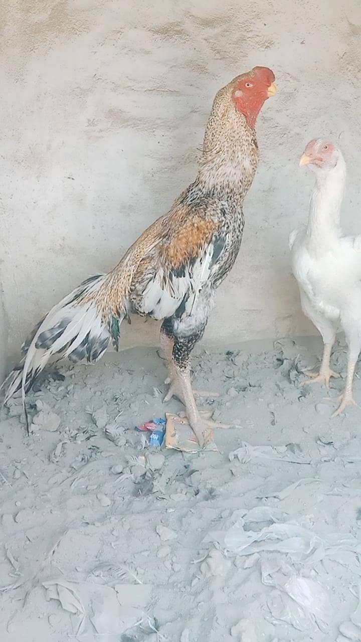 perrot beak 0