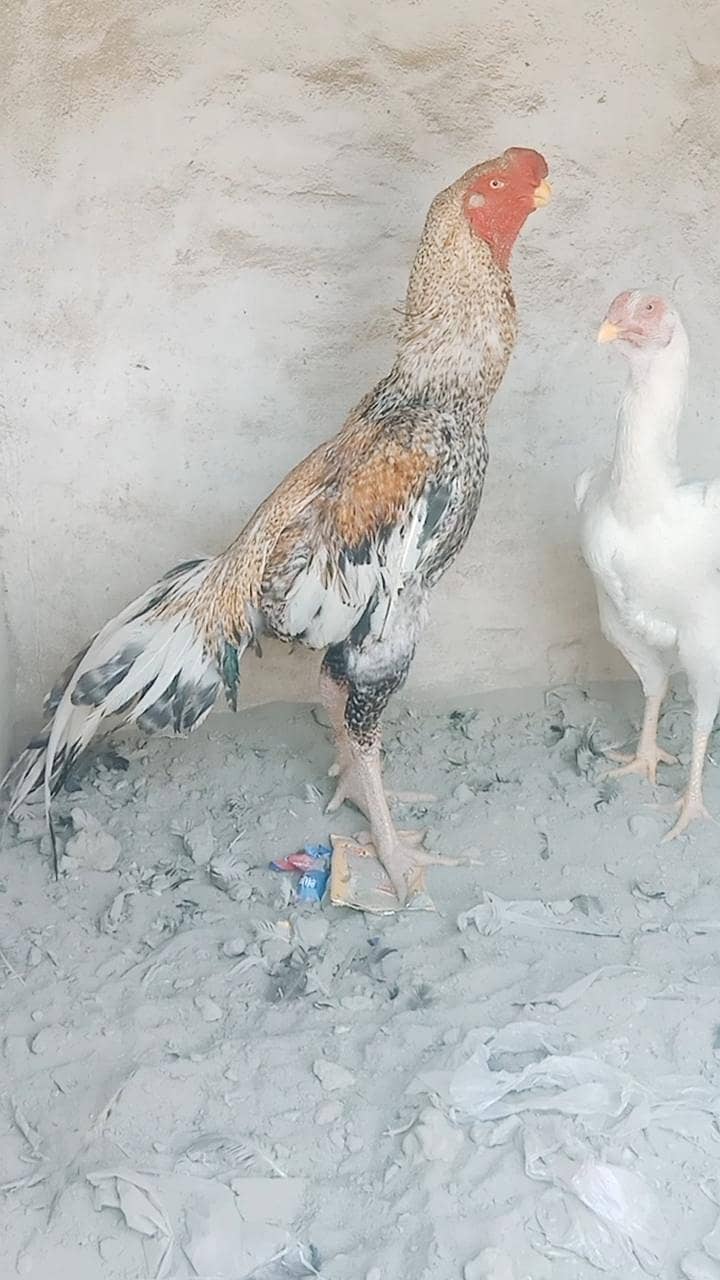 perrot beak 1