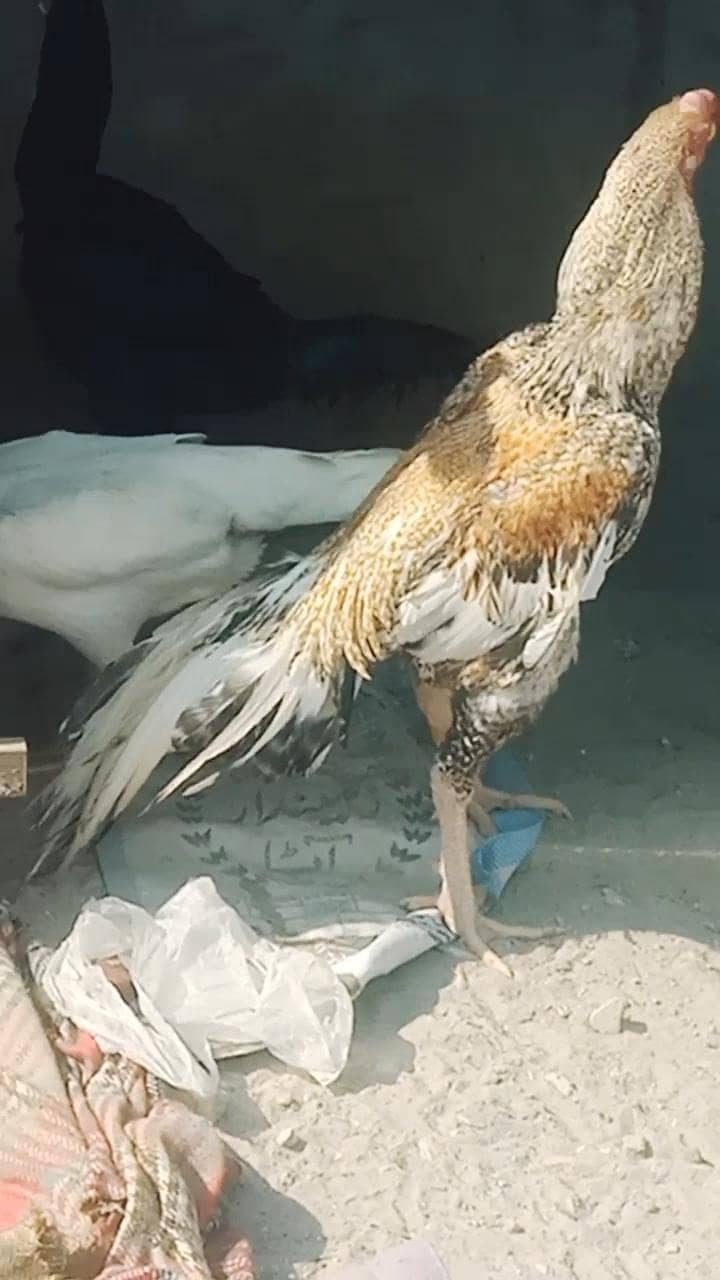 perrot beak 2