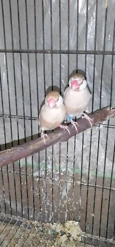 breeder pair ha