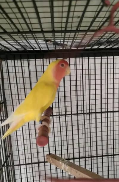love birds for sale
