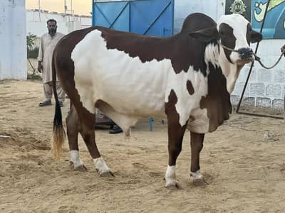 Bachra available for sale