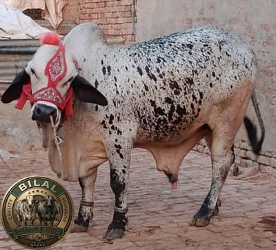 BACHRE FOR QURBANI 2026