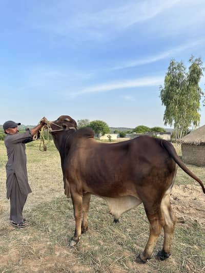 Sahiwal bull eid 2026 | around 7 man