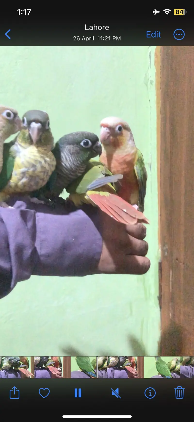 Hand. Tame conure and. Tame. Cocktail