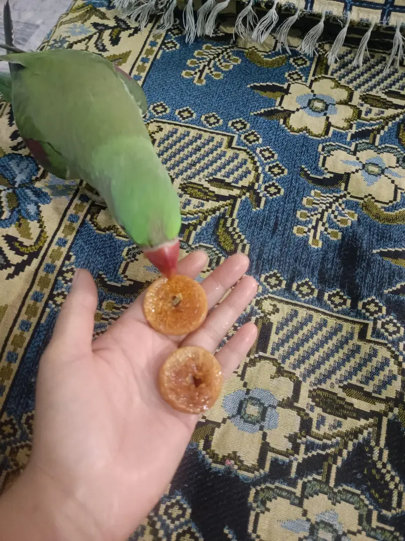 kashmiri parrot two female