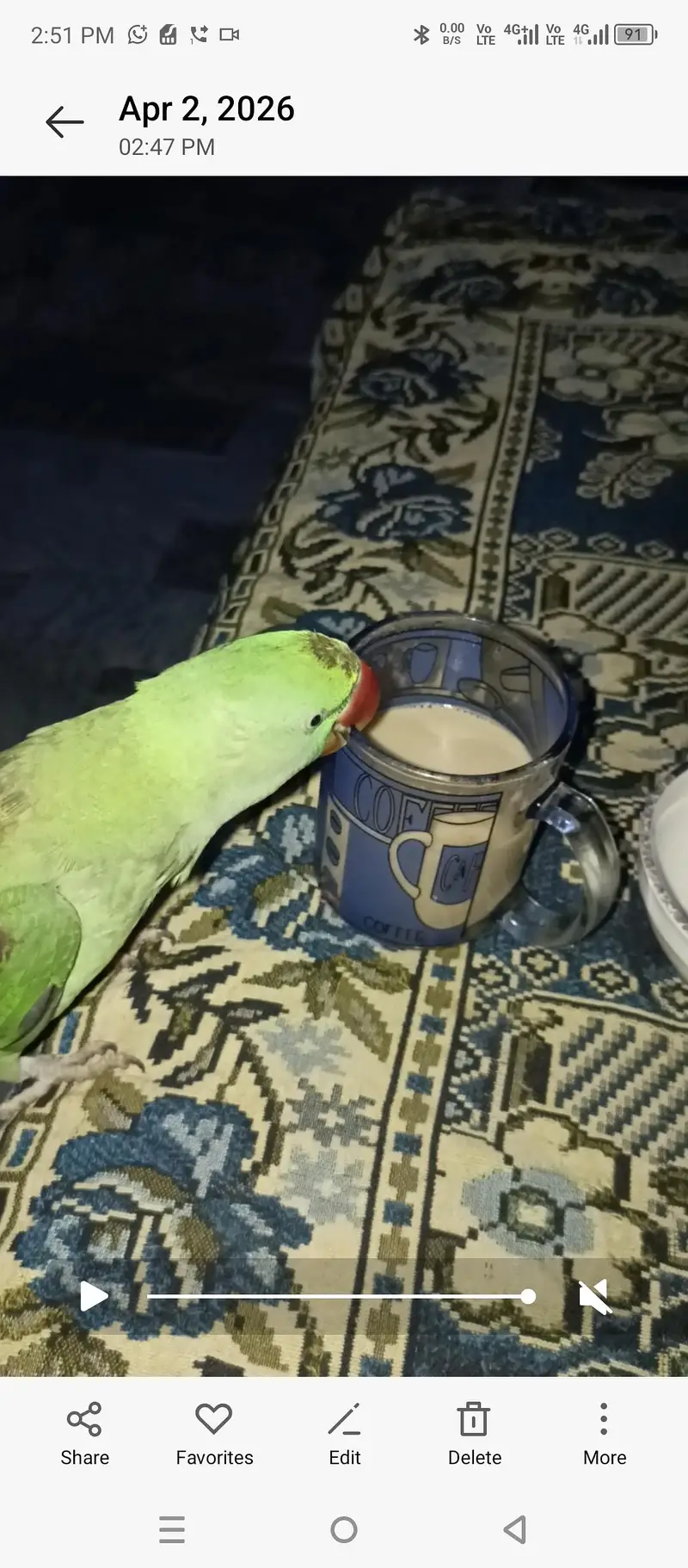 kashmiri parrot two female — photo 2