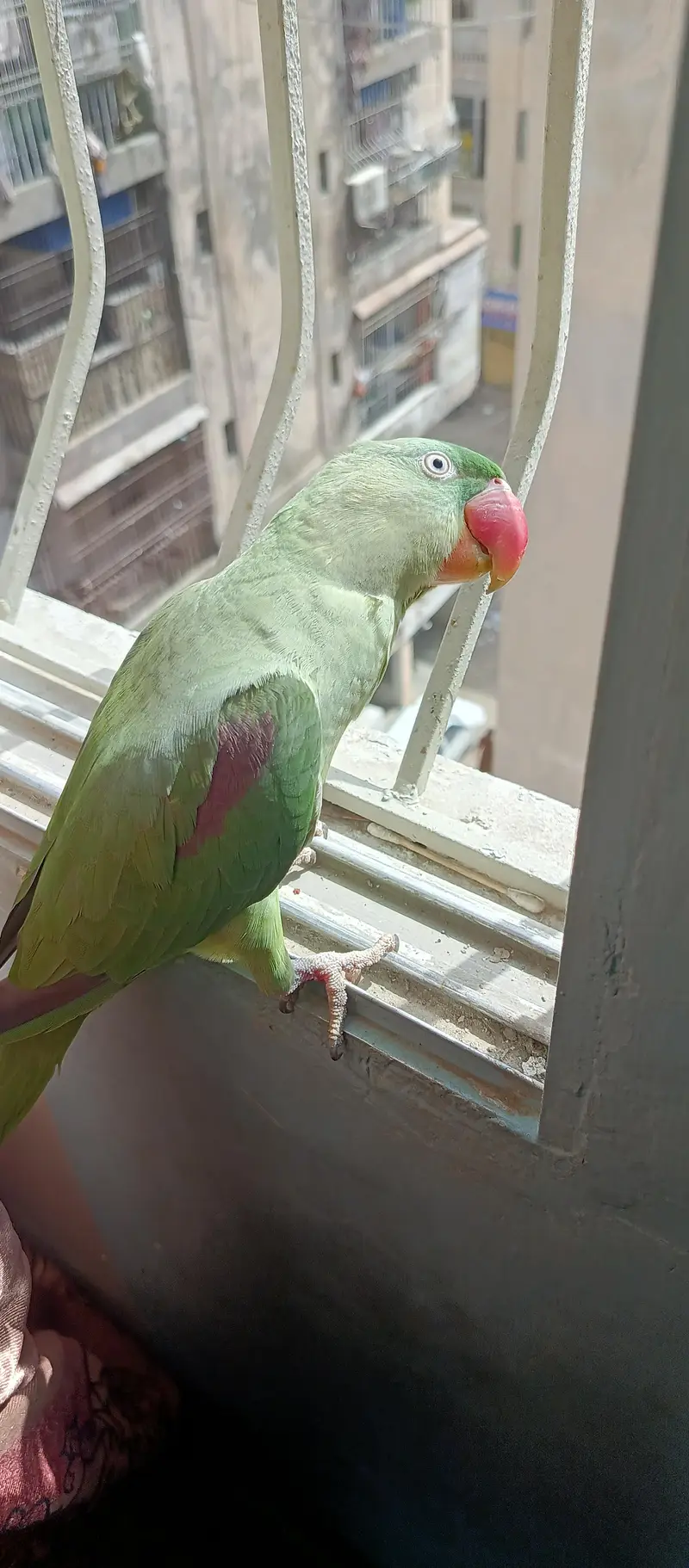 kashmiri parrot two female — photo 3