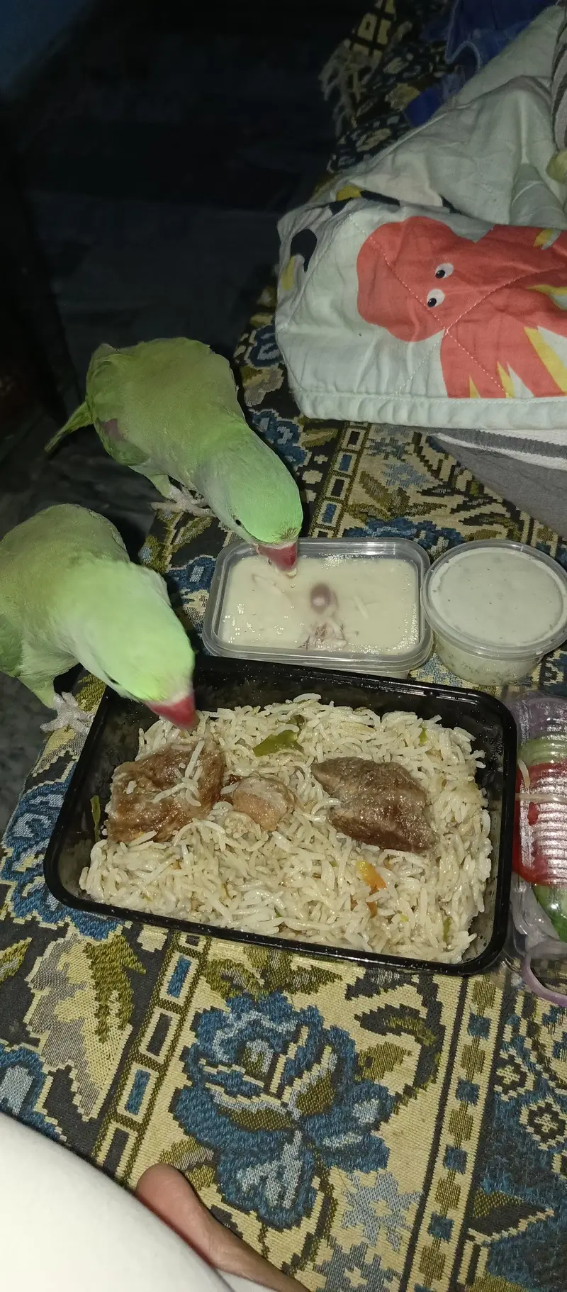 kashmiri parrot two female — photo 4
