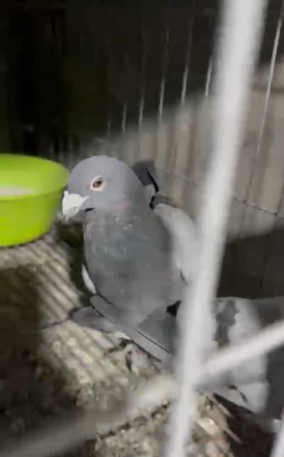 khumray Dove White & brown total 8 peice available birds fancy peigon