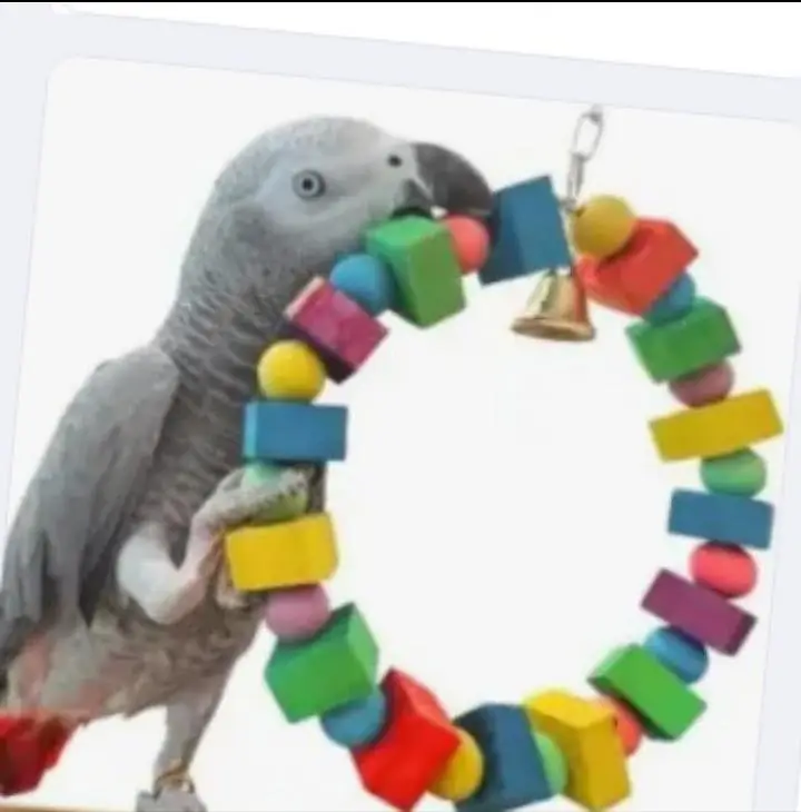 birds toys & play stand & accessories available 03130656798 — photo 8