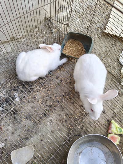 red eyes 2 rabbits available