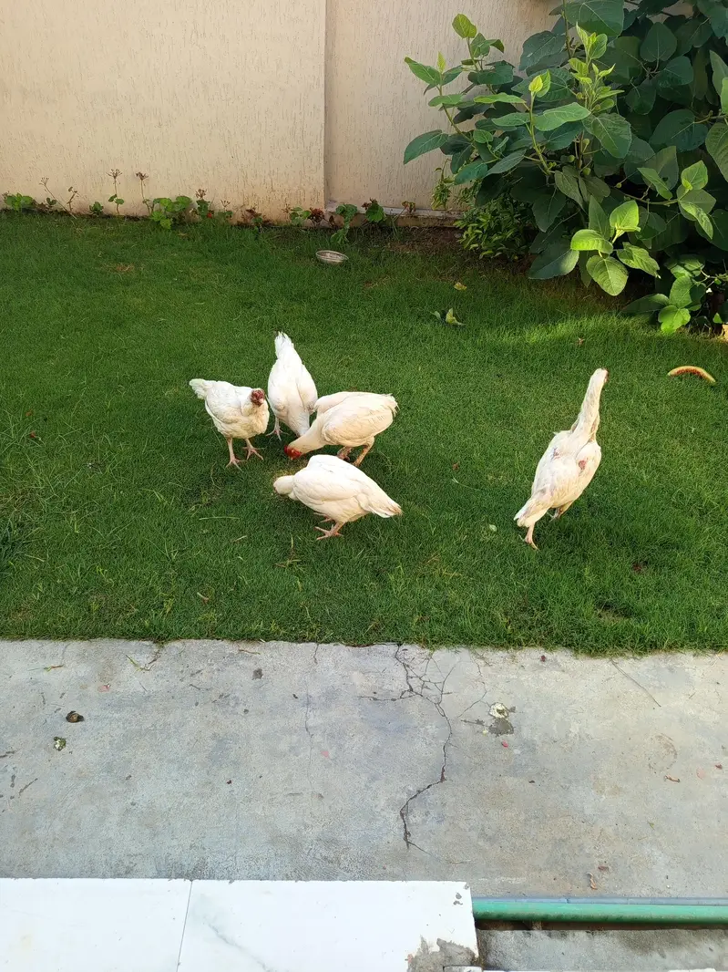 Aseel paper white male female and kurak madian white black cheeni — photo 3