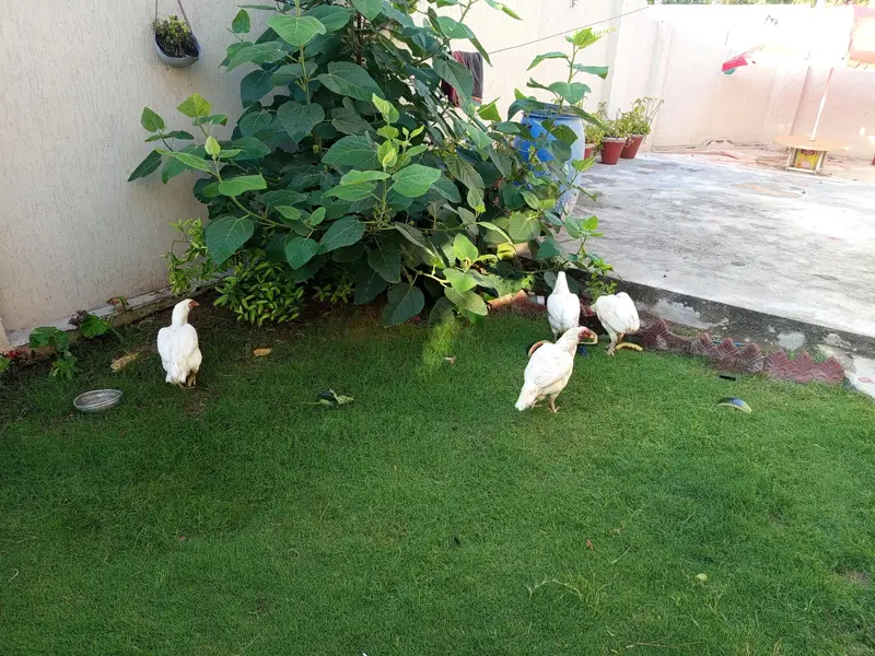 Aseel paper white male female and kurak madian white black cheeni — photo 11
