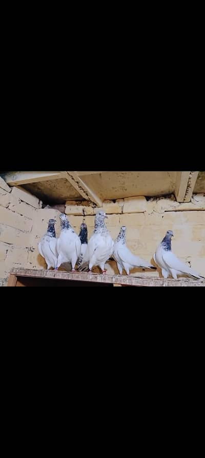03002300994 pair for sale for good quailty