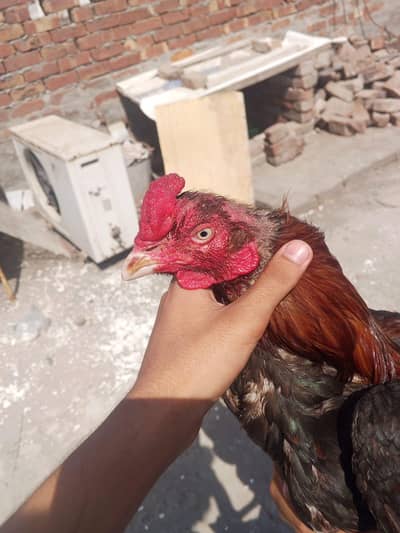 aseel murgha/lakha murgha/aseel chicks/aseel chuze/Thai chicks