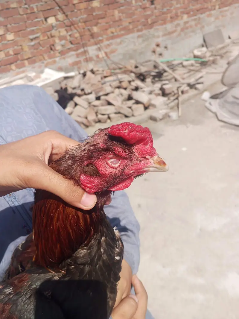 aseel murgha/lakha murgha/aseel chicks/aseel chuze/Thai chicks — photo 2