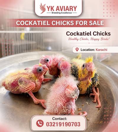 cocktail and love bird chicks available for hand taming