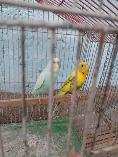 australian breeder pair sale urjent
