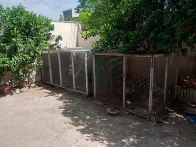 Iron Hens Cages