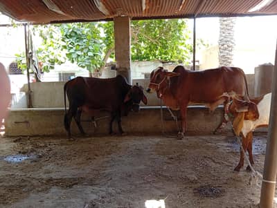 3 bachre