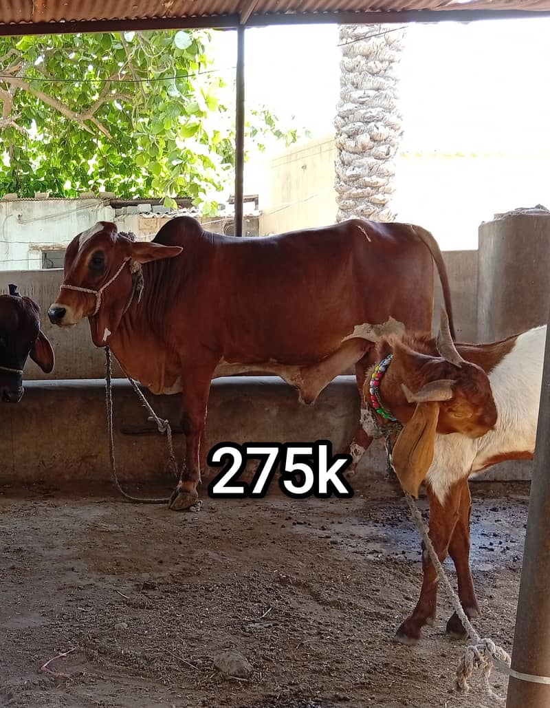 3 bachre 2