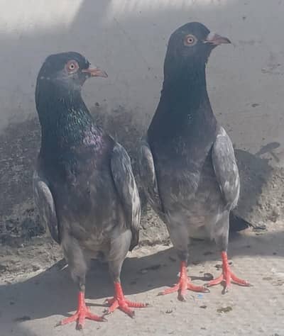 All setup for sale 6 pair pigeon kabutar