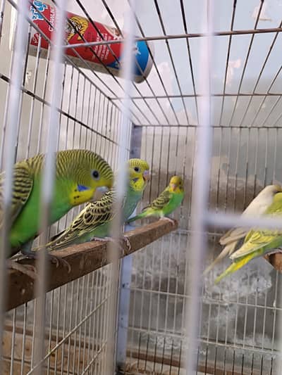 possible BW/ red eye young budgies/breeder