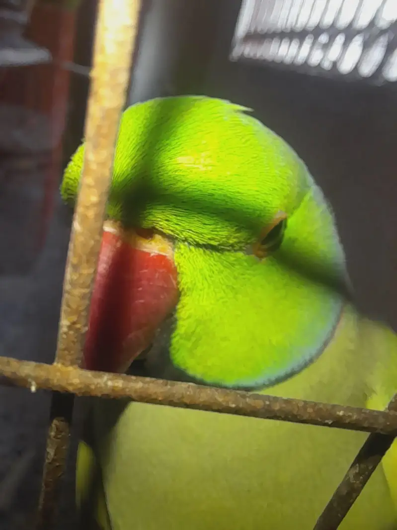 green parrot for sale