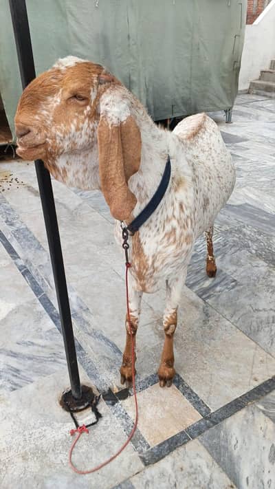 Makkhi chhina Bakra for sale Whatsapp number 03042522273