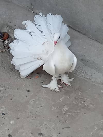 Eid offer American breeder pairs 4sale read add