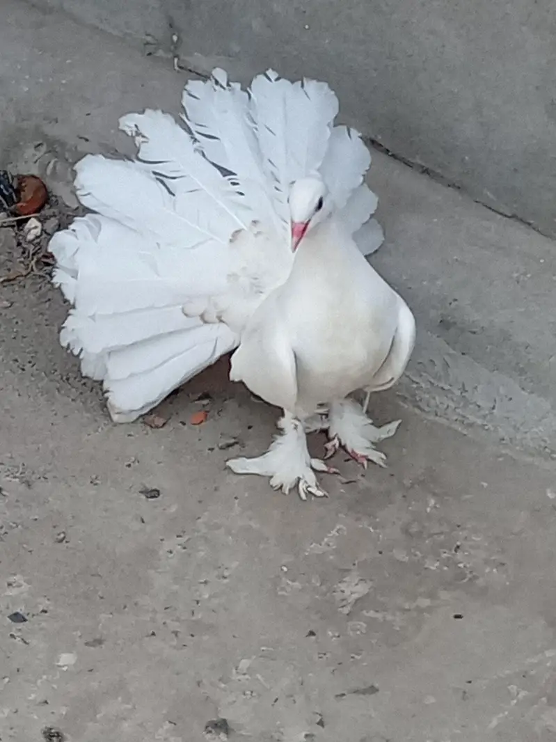 Eid offer American breeder pairs 4sale read add
