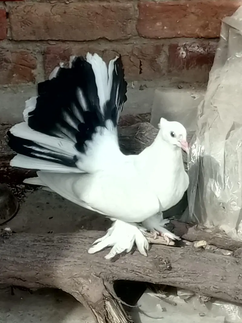 Eid offer American breeder pairs 4sale read add — photo 2