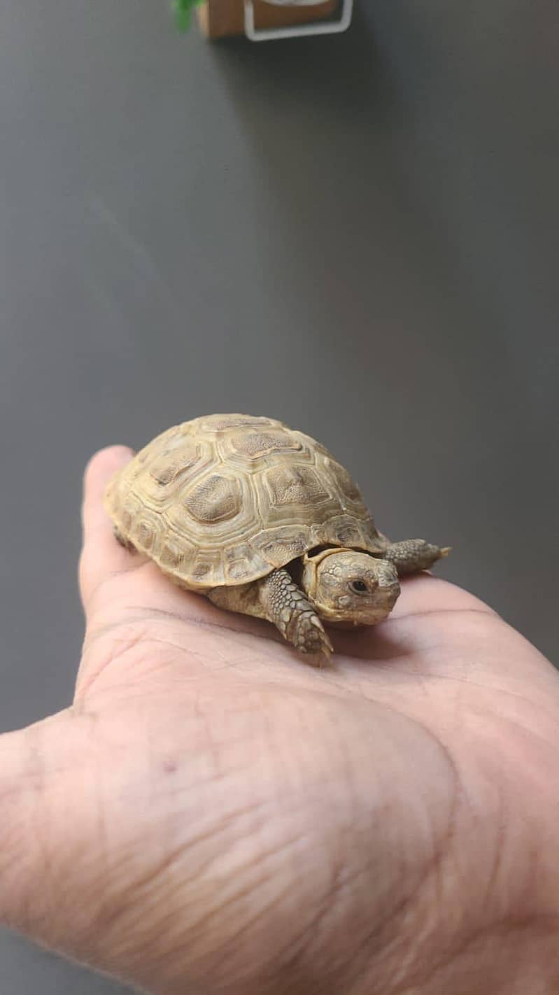 Russian tortoise 0