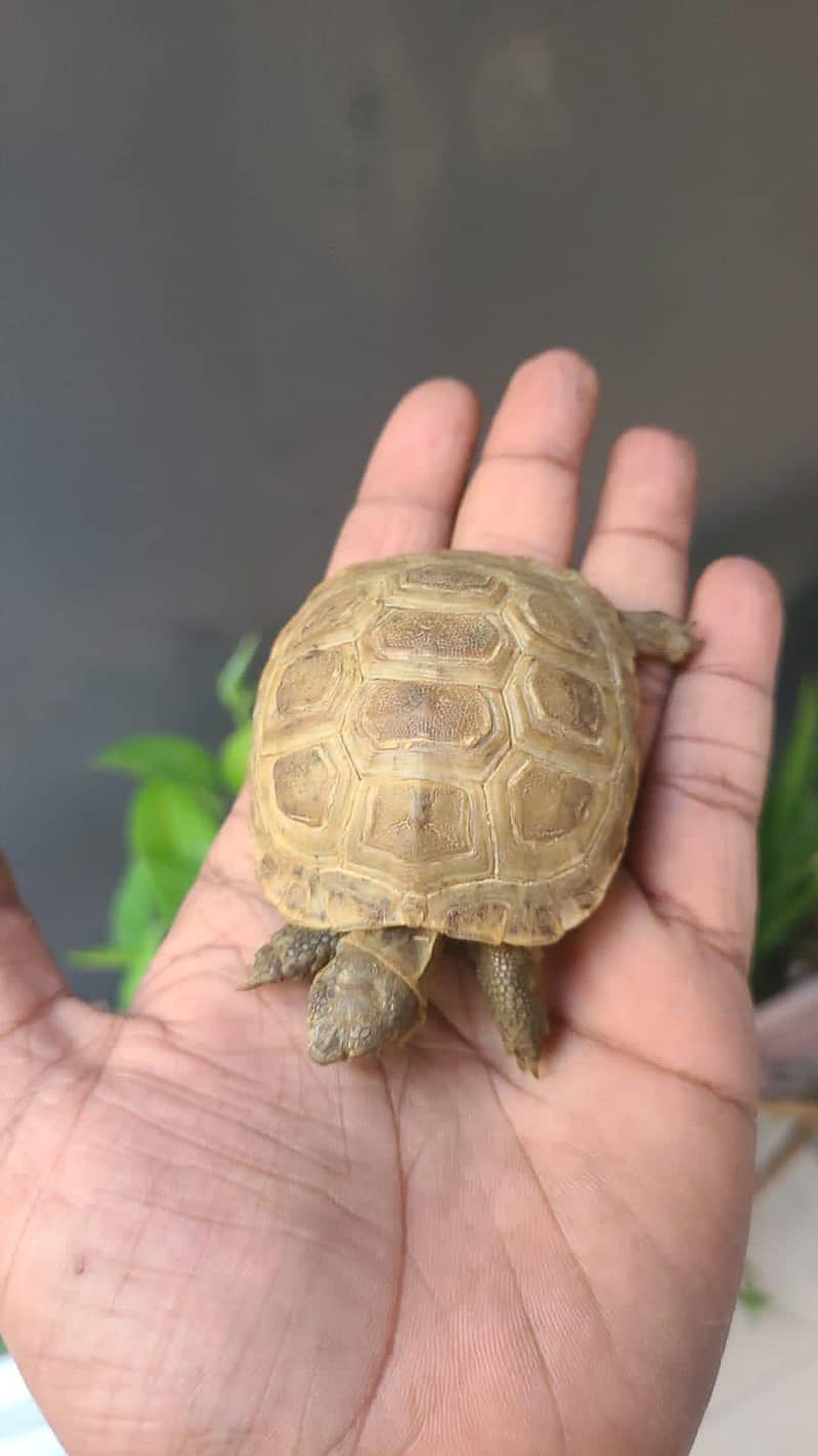 Russian tortoise 1