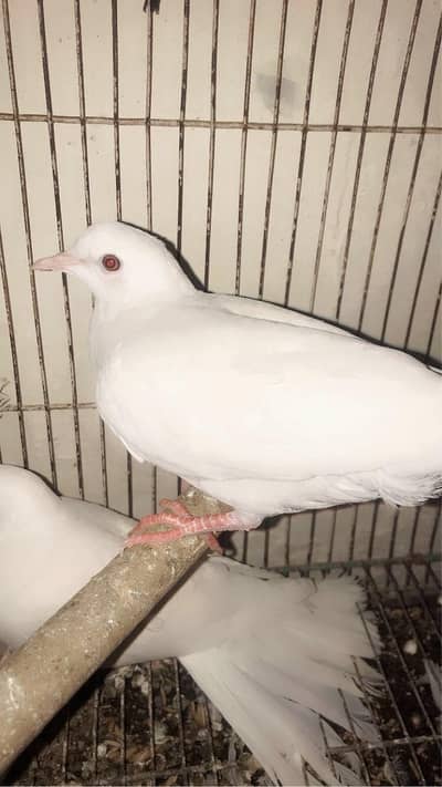 red eye dove female 5 month age