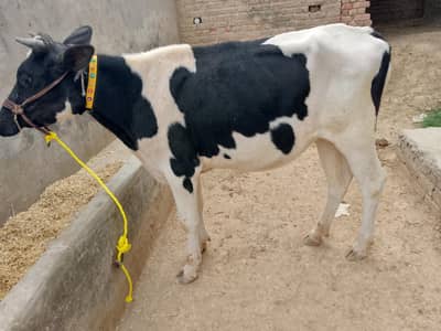 Fresian Coe and Heifer