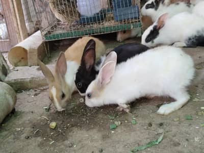 Rabbit  baby