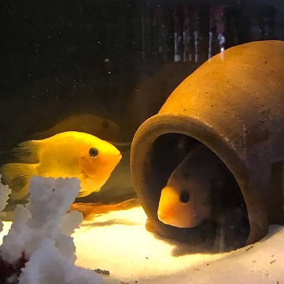 parrot fish 0