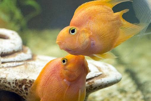parrot fish 1