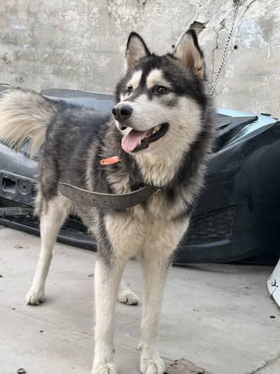 Siberin huskey female for new home