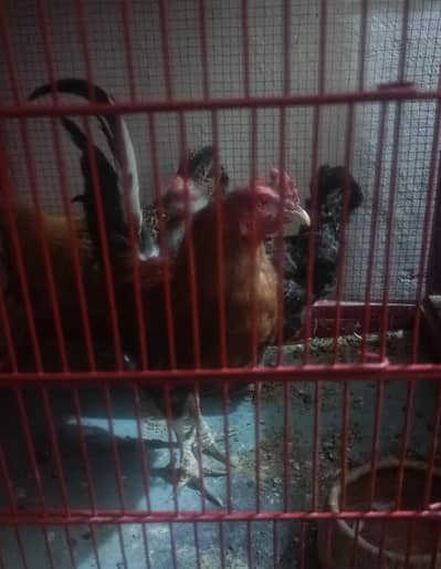 golden aseel male for sale