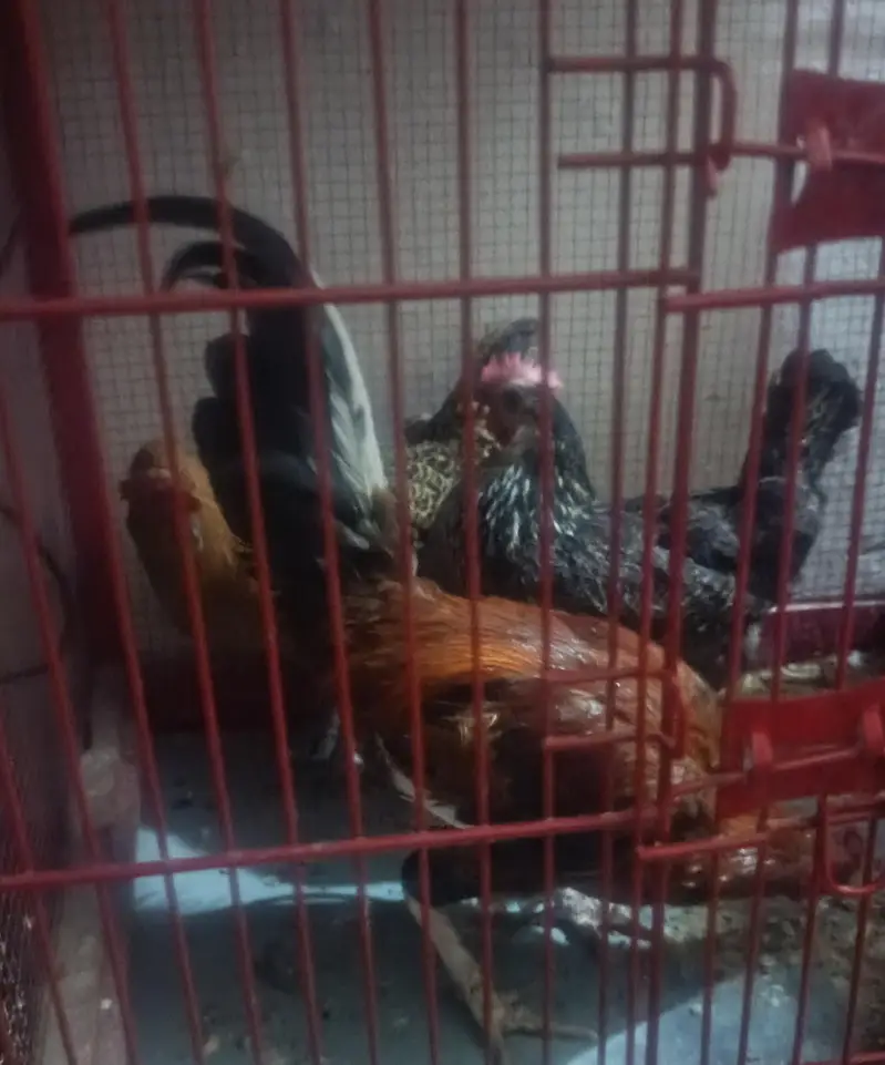 golden aseel male for sale — photo 2
