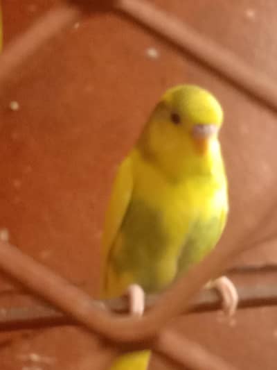 ya AK Australia parrot hai