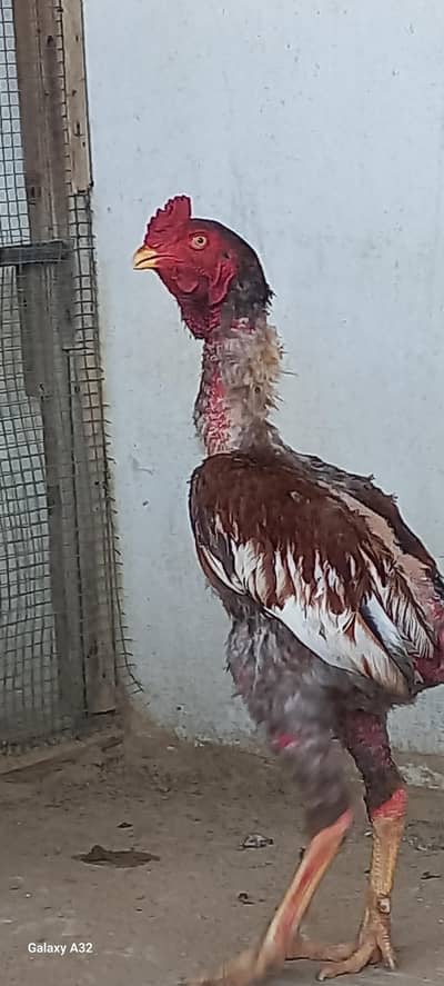 Aseel pair sale