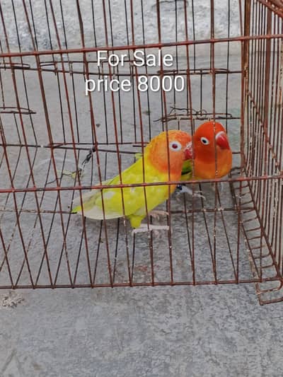 lovebird