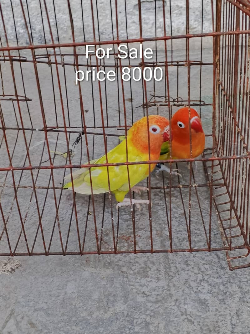 lovebird 0